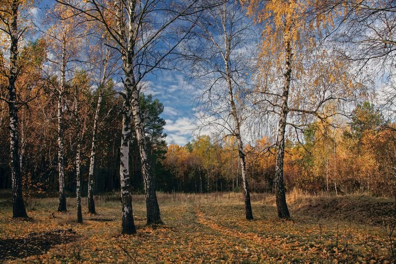 Осенние березкиphoto preview