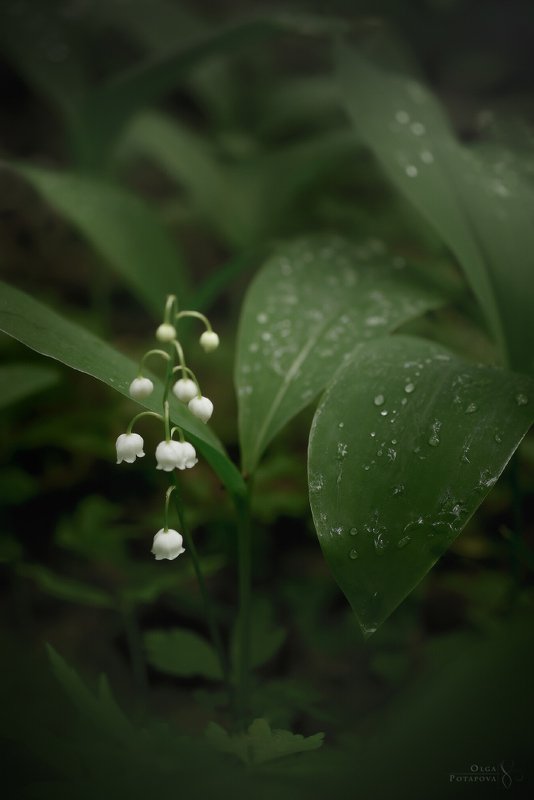 лето, лес, папоротник, ландыш, туман, зелень Лето в северных джунгляхphoto preview