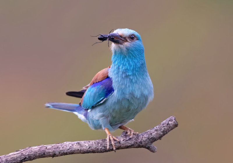 European rollerphoto preview