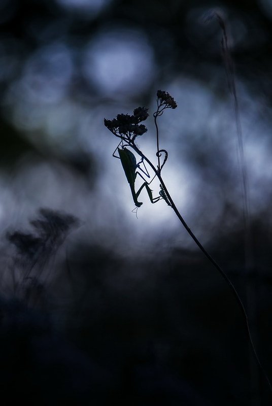 Halloweenphoto preview