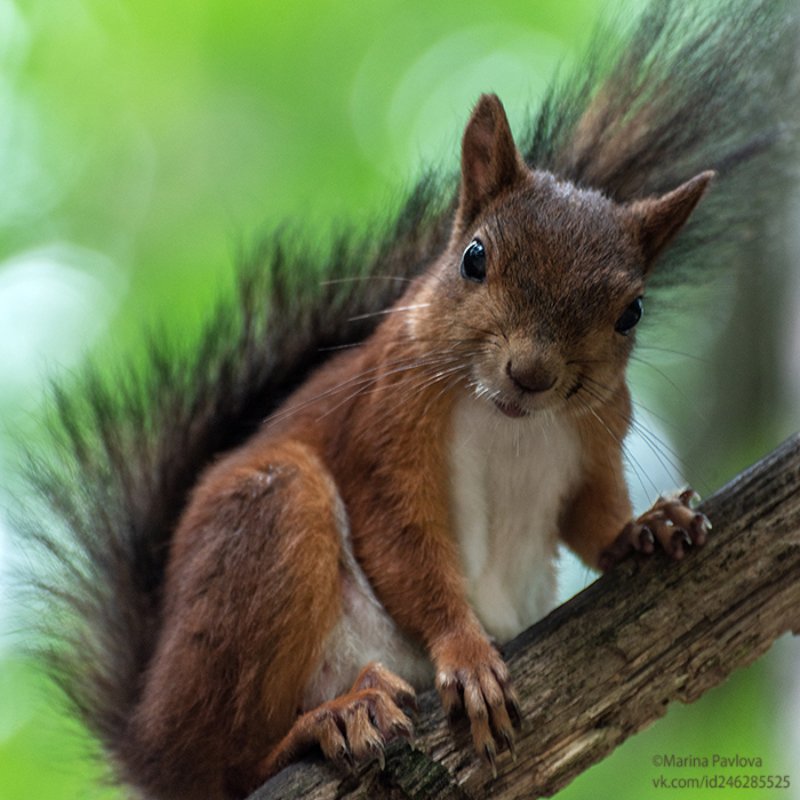 белка, животные, животный мир, лесопарк александрино, санкт-петербург Где орешки?...И почему без маски? фото превью