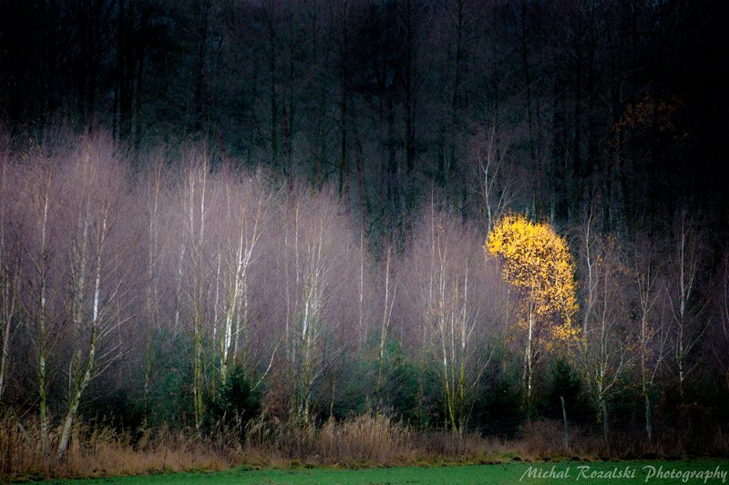 trees, ,autumn, ,season, ,yellow, ,colors, ,nature, ,landscape, , Proteusphoto preview