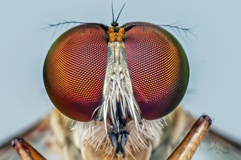 eyes, fly, insect, nature, natural, garden, macro, focus, beauty, beautiful Fly eyesphoto preview