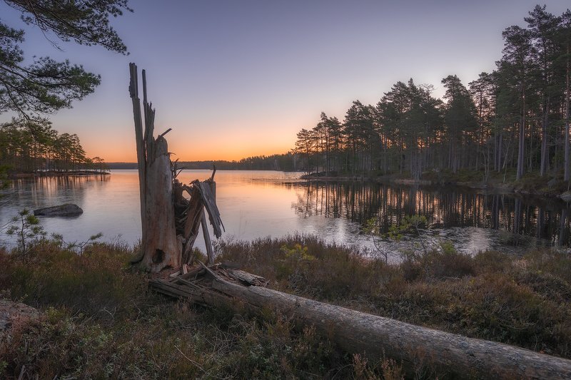 beforesunrise, blueberrybushes, fallentree, fir, firtree, heather, lake, laxå, ling, lingonberrybushes, marshland, morning, morningglow, moss, nordiclight, oerebrolän, outdoors, Pine, pinewood, Scandinavia, sunrise, Sweden, tiveden, tivedennationalpark, t Brokenphoto preview