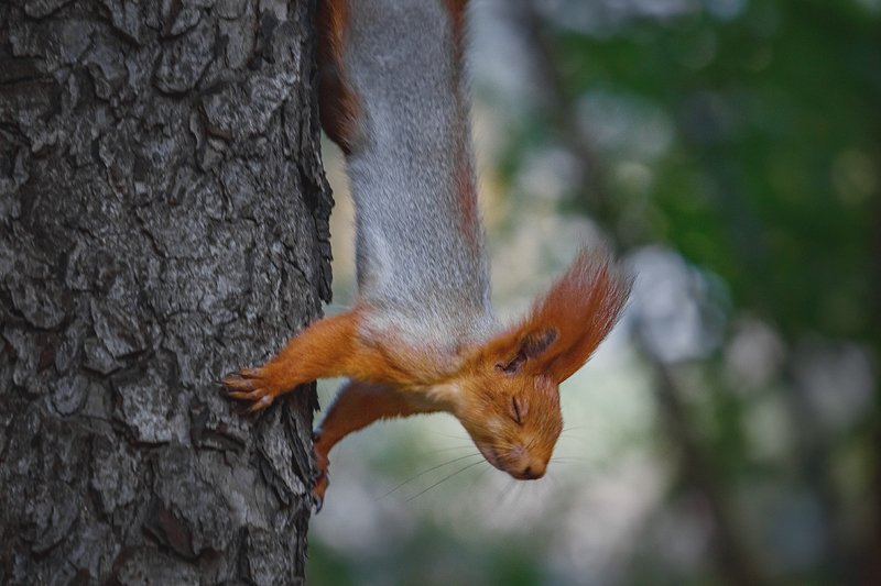canon 55-250, beautiful, красивый, moment, момент, nature, природа, autumn, fall, осень, осенняя, wildlife,  animal, животное, forest, лесное, fluffy, пушистая, red, рыжая, squirrel, белка, Настроение - помечтать! :)photo preview