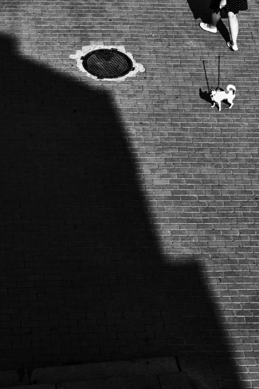 bnw, black and white, monochrome, street, street photo, street photography, shadow, light, people, animal, dog, стрит фото, стрит-фотографияб чб, черно-белая фотография, город, люди, животные, собака, тень, свет, улица, ,  ***photo preview