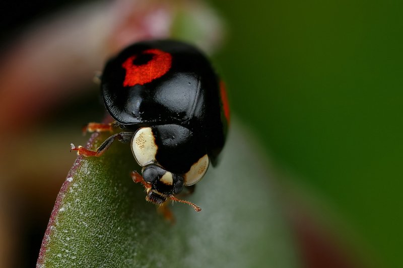 макро,природа,насекомое,животное,жук,черный,цвет,растение,зеленый С закатом на спинеphoto preview