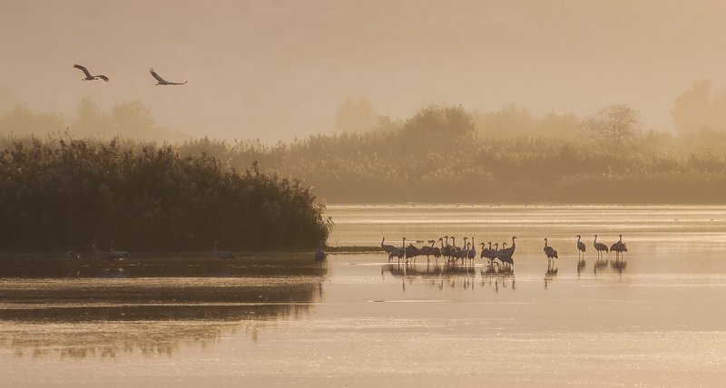 The Yellow Moodphoto preview