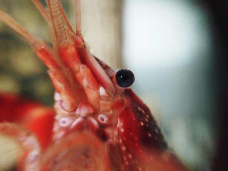 Кеша.Красный Калифорийский рак... фото превью