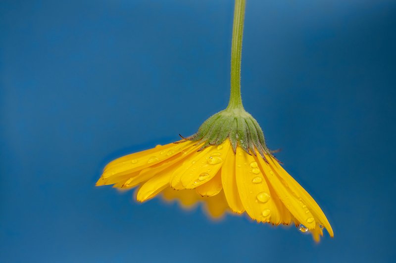 The upside down dropsphoto preview