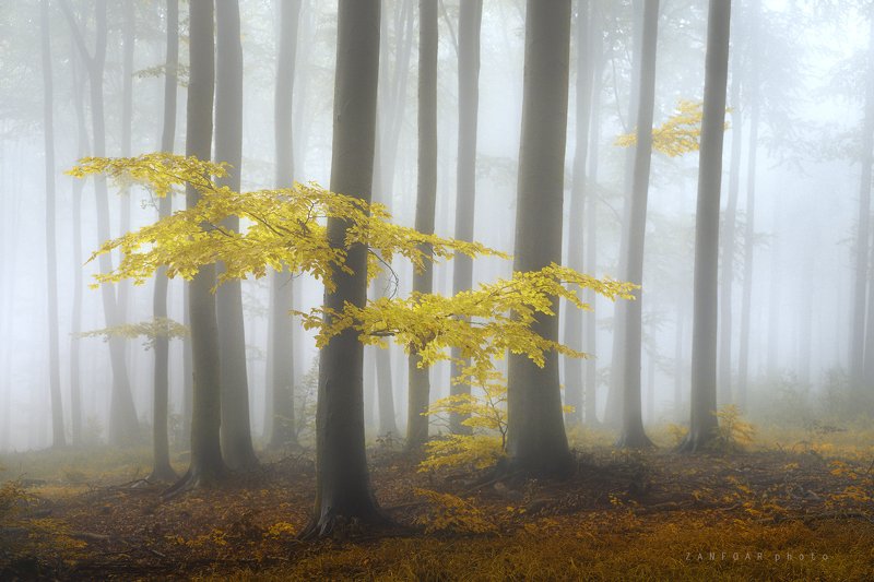 осеннее. настроение,осень,хржиби.,моравия, чехия.zanfoar,czech republic,nikon d750,чешская республика Осеннее настроениеphoto preview