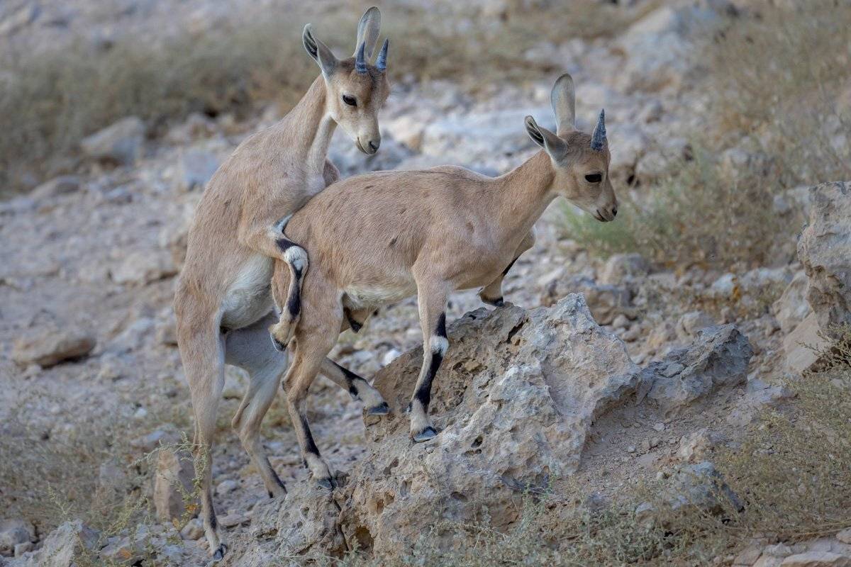 young goats. Автор: Nikolay Tatarchuk , Nikolay Tatarchuk