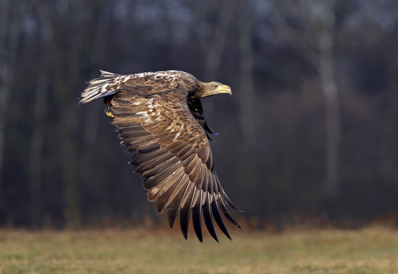 white-tailed eagle, sea eagle, белохвостый white-tailed eaglephoto preview