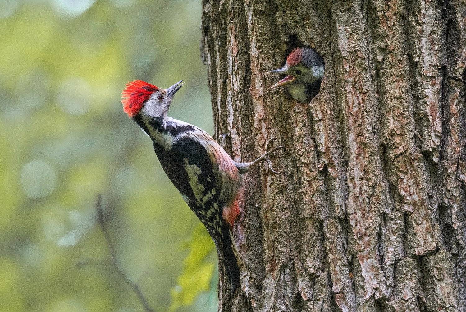 Когда узнал, что батя рокер). Автор: Руслан Сигушин птица средний дятел, Руслан Сигушин
