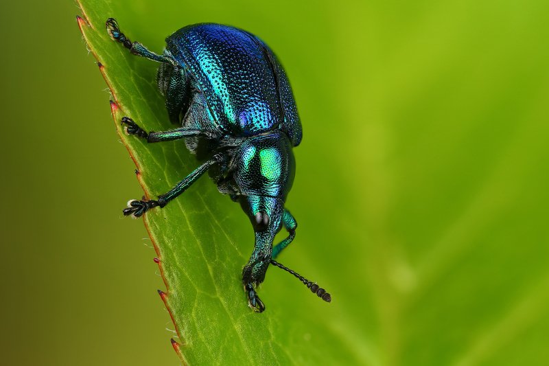 макро,природа,насекомое,животное,жук,долгоносик,цвет,растение,зеленый,синий Трубковертphoto preview