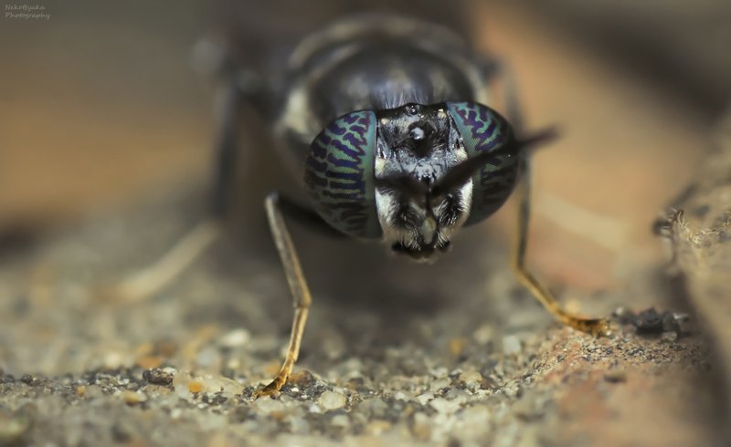 макро, природа, муха, львинка, macro, nature, fly, Черная Львинкаphoto preview