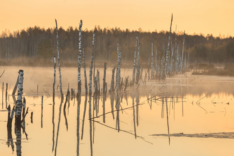 Туман на болотеphoto preview