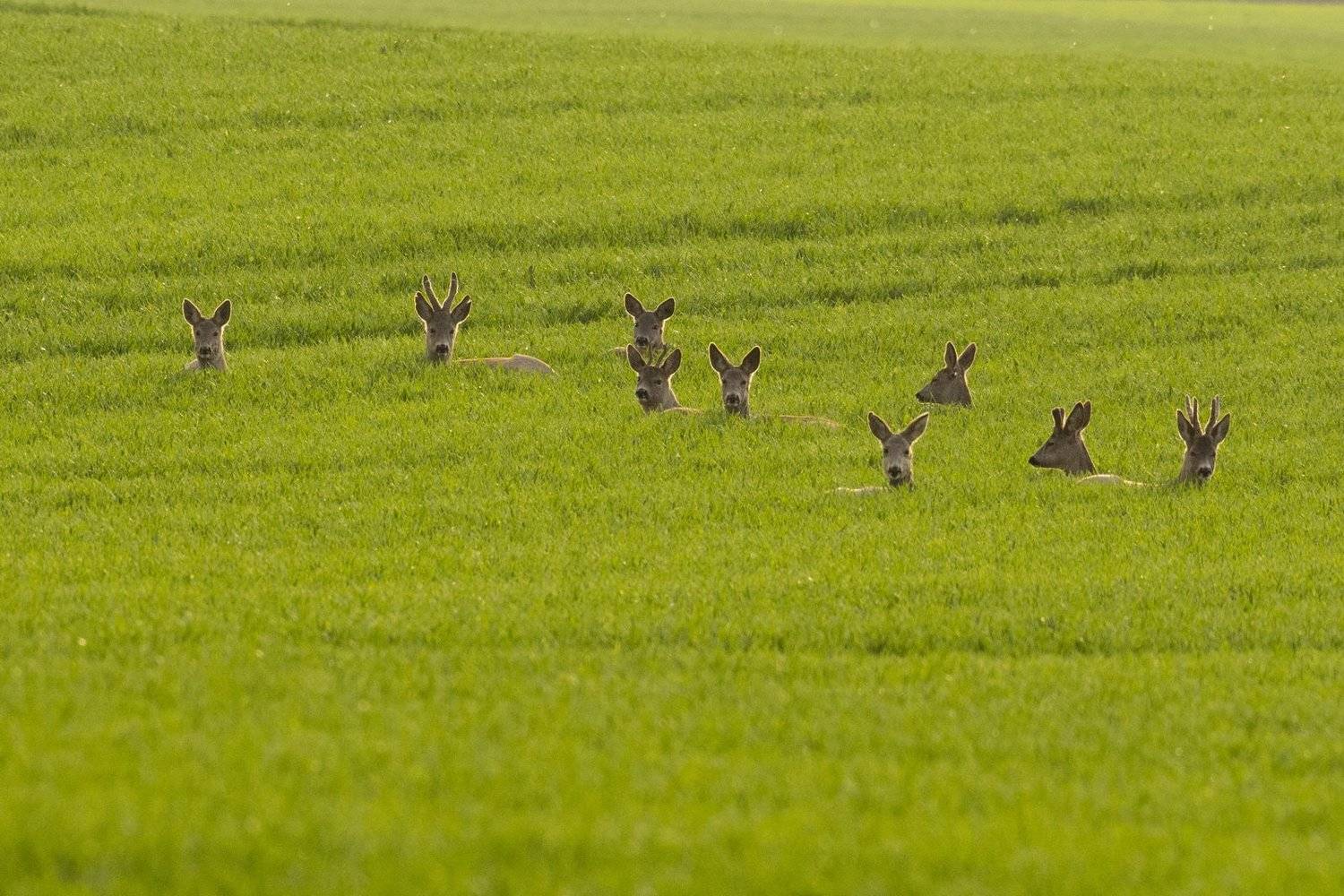 Автор: Predrag Kostin , Predrag Kostin