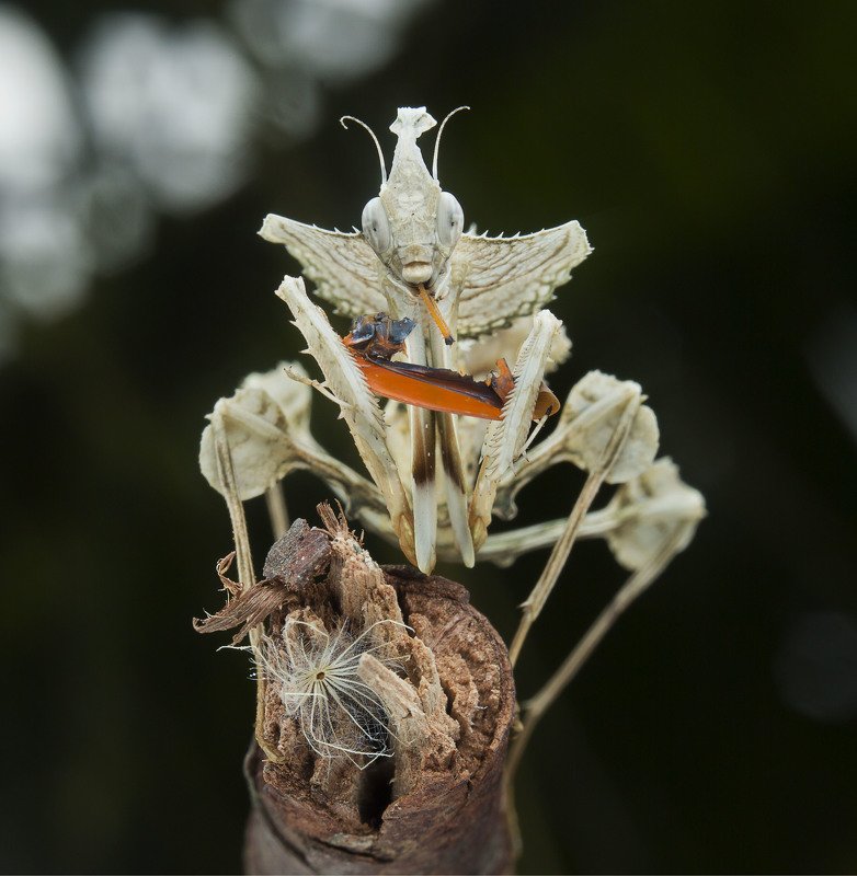 #mantis#macro#colors Devil Flower Mantisphoto preview