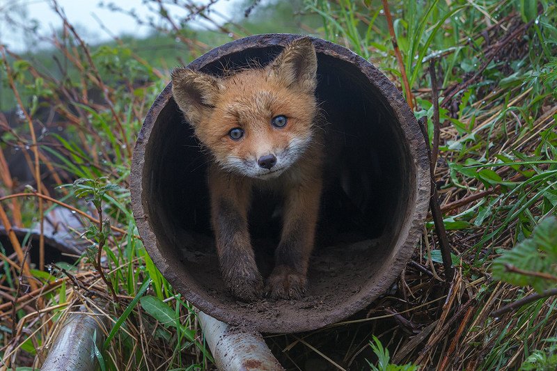 Камчатка, лиса, животные, природа, лисенок, лето, путешествие Зачем пришел?photo preview