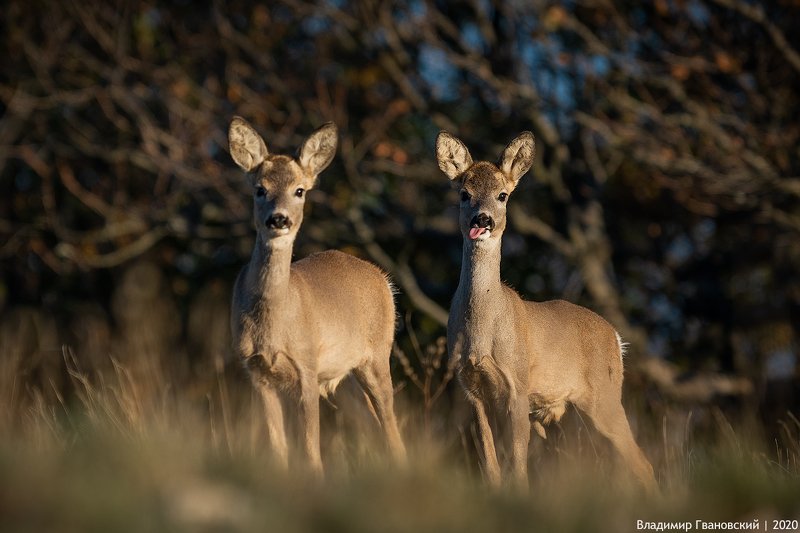 Нас не догонишь! фото превью