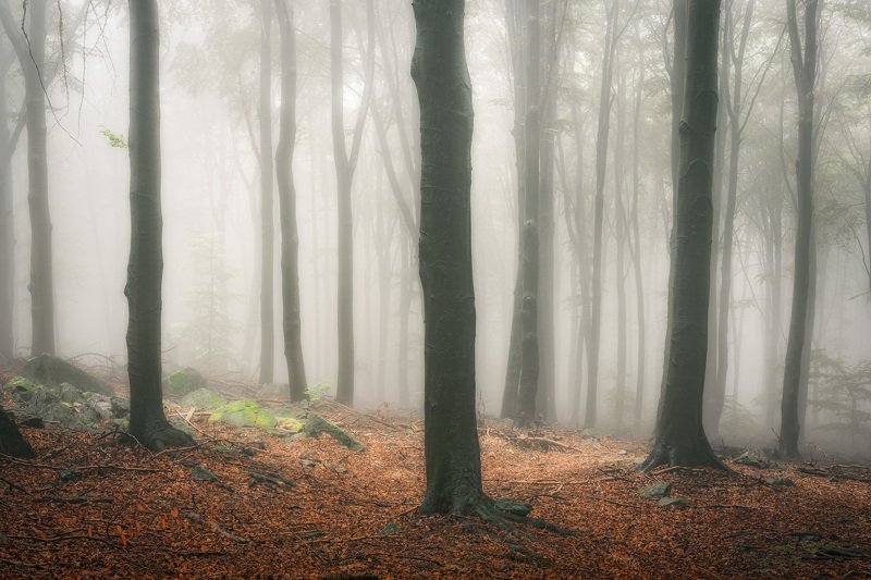 forest, fog, rain, autumn, forest landscape, trees, mystical, mysterious Landscape Park in the fogphoto preview