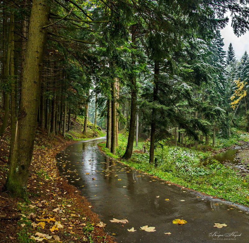 осень, октябрь, карпаты, дождь, снег, листва Плакала осень...photo preview