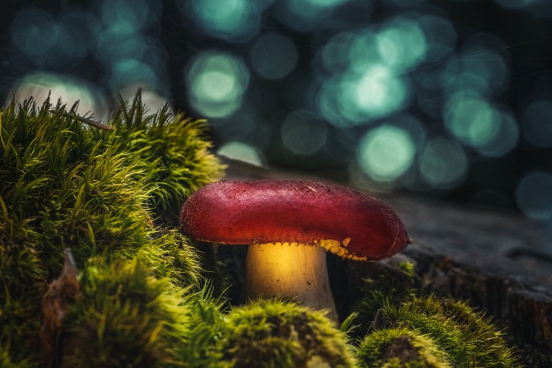 The poisonous beautyphoto preview