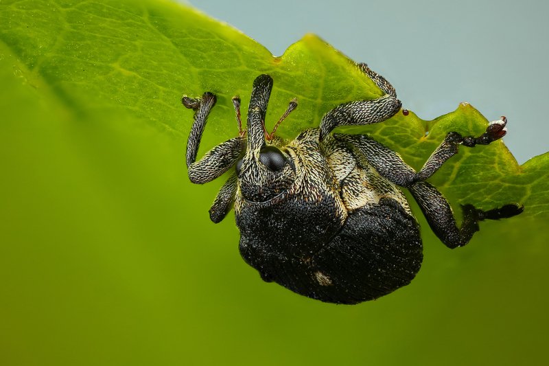 макро,природа,насекомое,животное,жук,долгоносик,цвет,растение,зеленый,черный Вверх ногамиphoto preview
