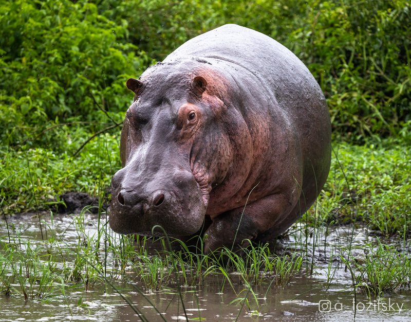 ***, Угандаphoto preview