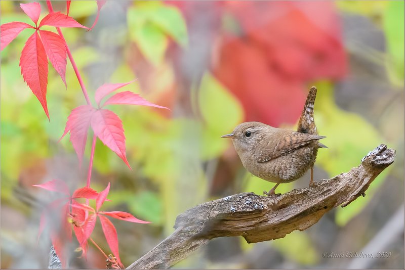 птицы, природа, крапивник, northern wren, troglodytes troglodytes, осень, октябрь, 2020, москва, россия Крапивникphoto preview