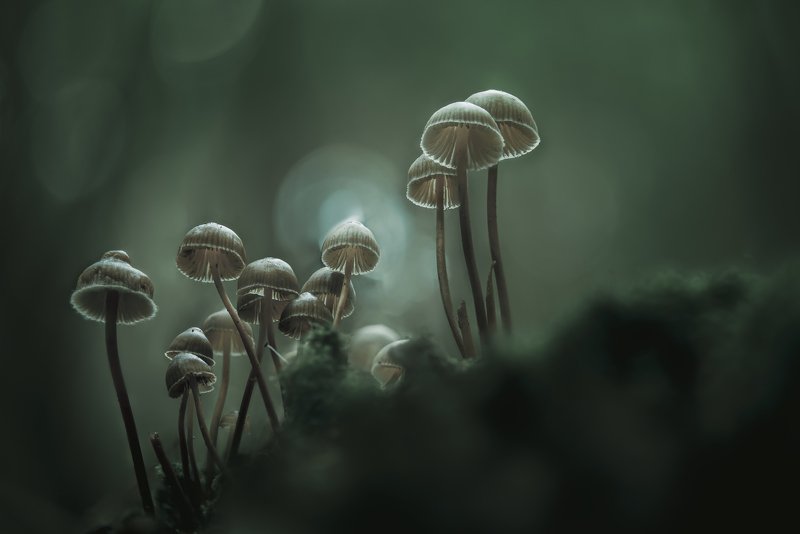 macro, forest , mushroom, autumn foggy morningphoto preview