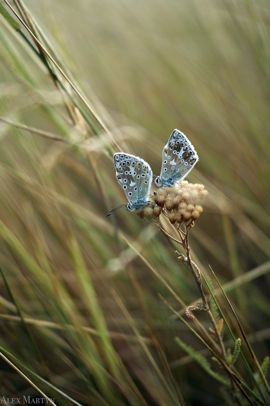 степь, бабочка, насекомые, макро, ***photo preview