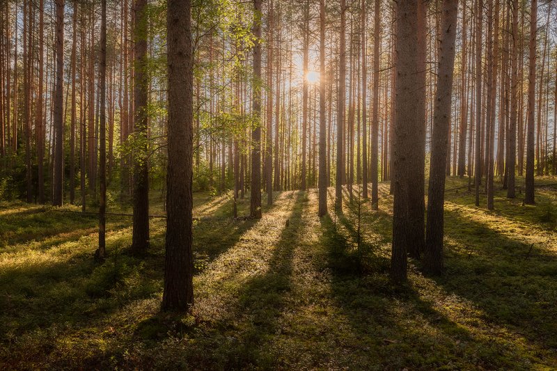 природа, пейзаж, карелия, лес, зелень Лесная Карелияphoto preview