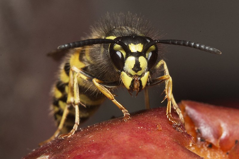 оса, яблоко, осень Осенний пирphoto preview