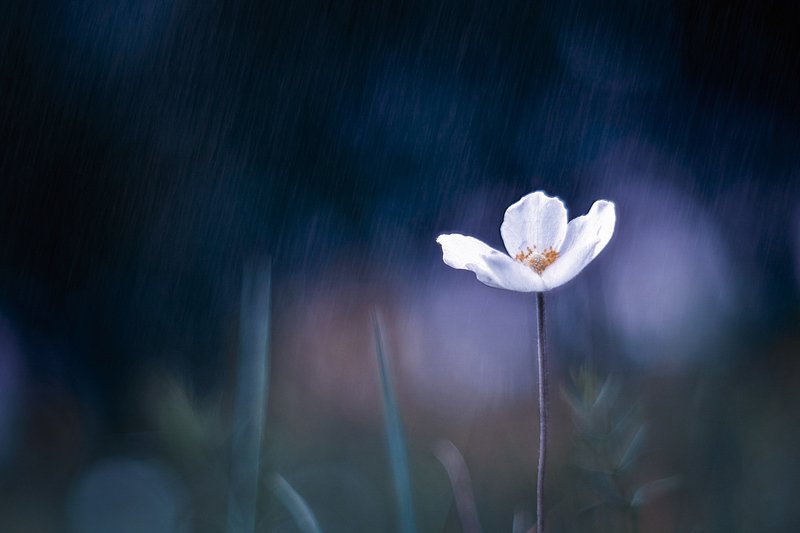 pentacon, macro, flowers, rainy day, siberia, krasnoyarsk, nikon, nature, макро, природа, жить и дышать, вчувствование, родное и близкое, цветы, светить вопреки, цветы, сибирь, красноярск \