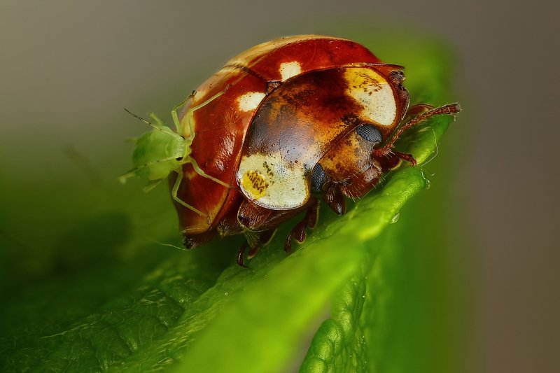 макро,природа,насекомое,животное,жук,оранжевый,тля,цвет,растение,зеленый Наеласьphoto preview