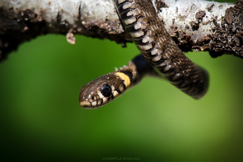 Маленький ужикphoto preview