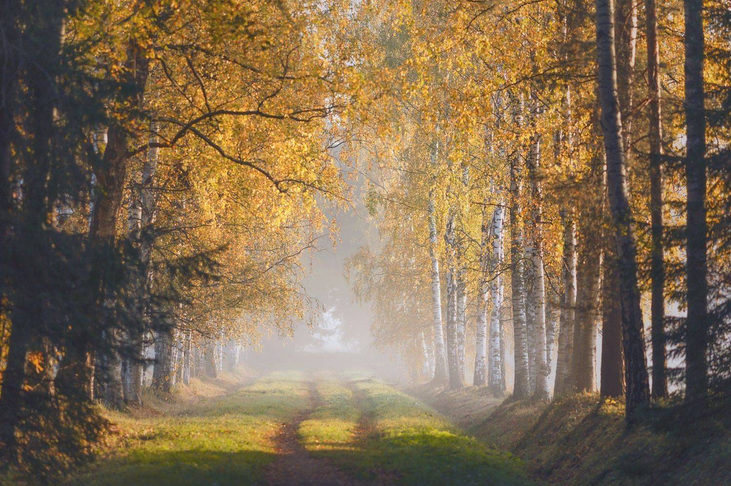 питер, павловский, павловскийпарк, осень, пейзаж, landscape, tsarskoyeselo, autumn, туман , рассвет, Таня SHE (Aiya)