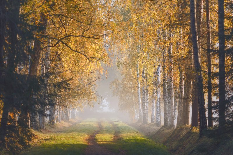 питер, павловский, павловскийпарк, осень, пейзаж, landscape, tsarskoyeselo, autumn, туман , рассвет В осень . . .photo preview