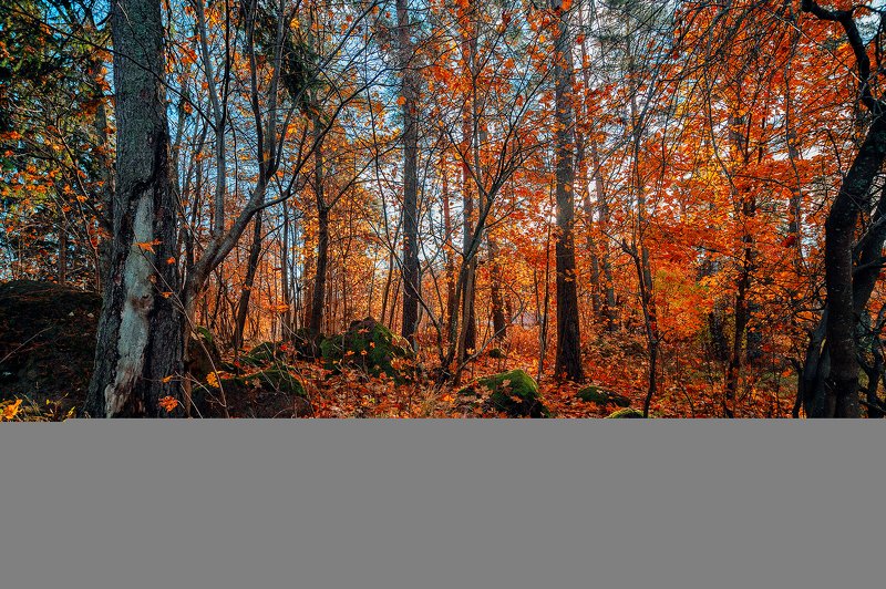 Ноябрьphoto preview