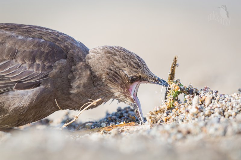 młody szpakphoto preview