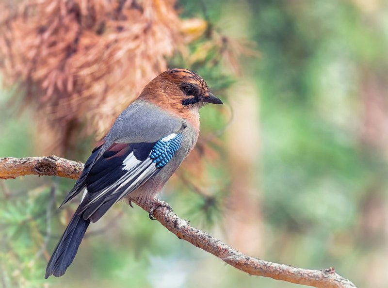 птица, сойка, Сойка.. фото превью