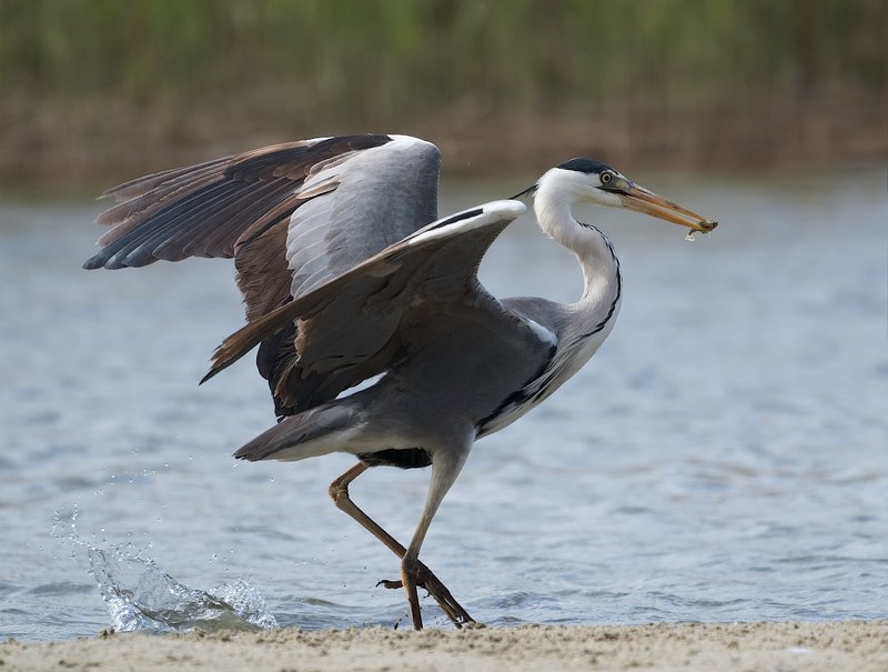 природа, птицы, цапля, охота, мелкая рыбка Огромная удачаphoto preview