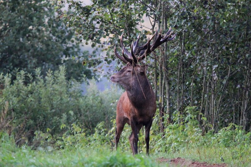 111 111photo preview