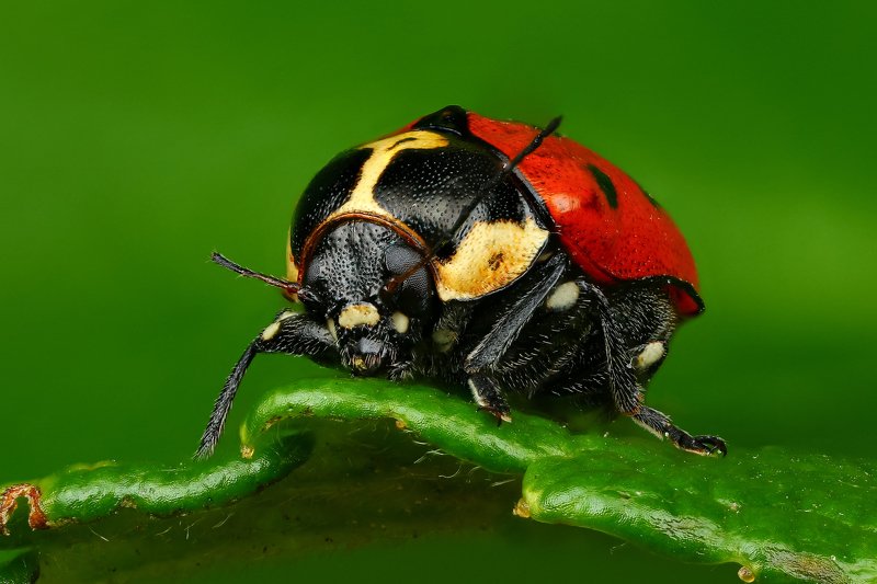 макро,природа,насекомое,животное,жук,красный,цвет,растение,зеленый Мимикрияphoto preview