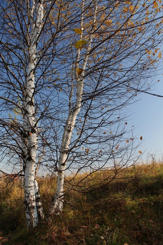 осень, октябрь Октябрьphoto preview