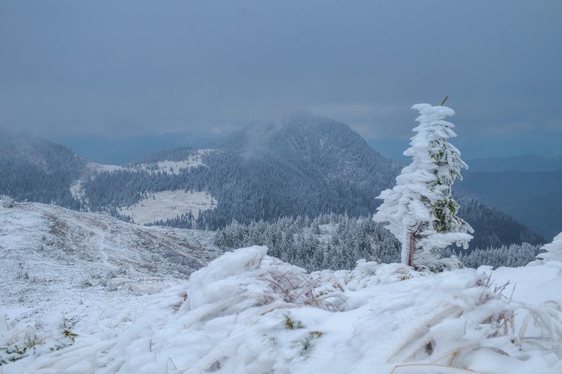 #nature, #туман, #лес, #oсень, #украина, #карпаты, #пейзаж, #закат, #туман, #солнце, #свет, #mountain range, #mountains, #туризм, #лес, #nature, #природа, Мармароський масивphoto preview