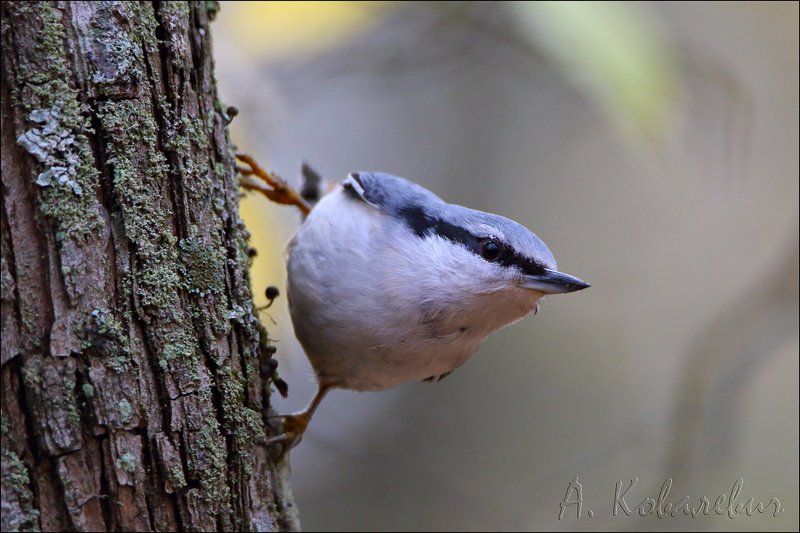 Зоркий глаз фото превью