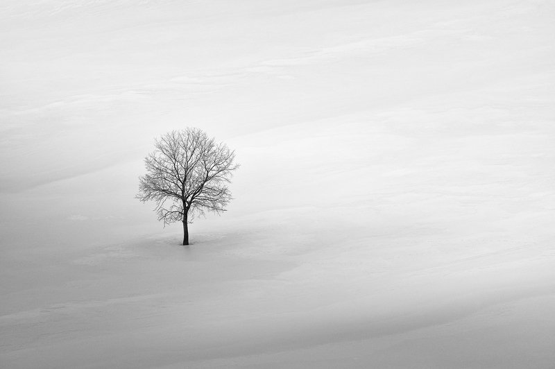 Деревоphoto preview